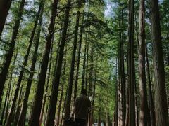 -日照海滨国家森林公园