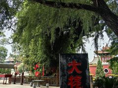 -大槐树寻根祭祖园