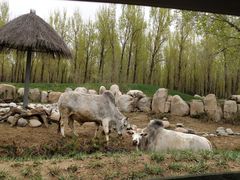 -北京野生动物园