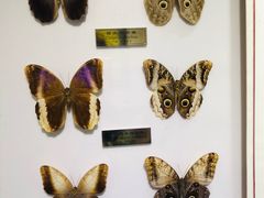 -上海昆虫博物馆