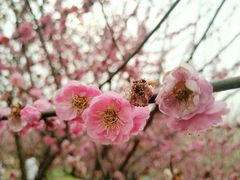 -香雪海