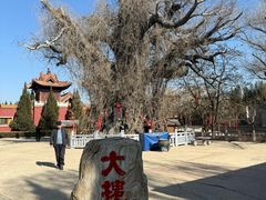 -大槐树寻根祭祖园