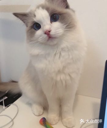 简单的猫粮绝对是不够的，所以养它穷养是不可能的