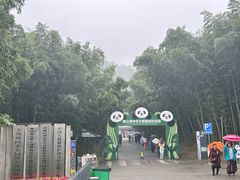 -都江堰中华大熊猫苑