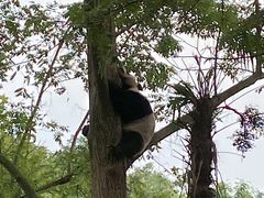 -都江堰中华大熊猫苑