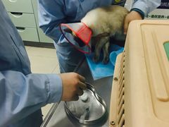 -康乐宝动物医院