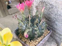-八珍手工水饺·妈妈的爱(传芳巷店)
