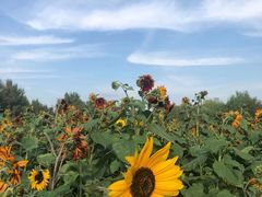 -长白岛森林公园