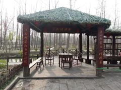 -合肥滨湖国家森林公园