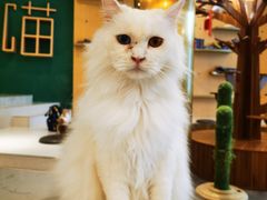 -飞行喵MR PILOT|猫舍·猫咖(静安大融城店)