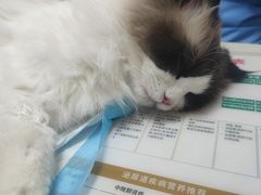 -瑞派长江宠物医院·猫科·外科·24小时夜护(谊城公寓分院)