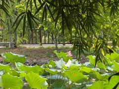 -八大山人梅湖景区