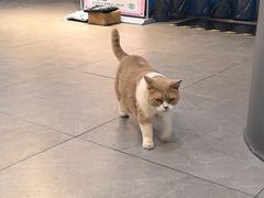 -伟伟宠物医院·CT影像中心·瑞派犬猫综合性门诊(汉口总院)