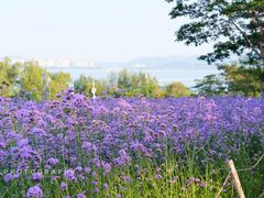 -深圳湾公园(南山区)