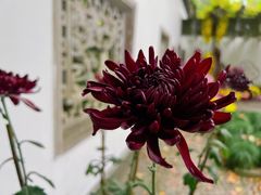 -杭州植物园