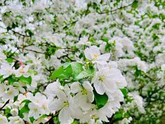 -海棠花溪(元大都城垣遗址公园)