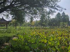 -河泥荡文化公园