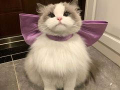 -爱侣宠医·鹦鹉专科·小型哺乳类·异宠专科(灵石路店)