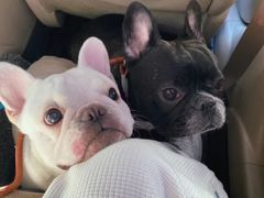 -萌宠之家·腊肠犬·马尔泰·小体犬舍