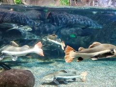 -太平洋海底世界