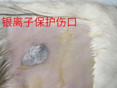 -咕噜咕噜宠物医院·CT·肿瘤科·骨科(前海院)