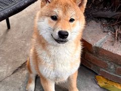 -柴犬高等学院·狗咖·柴犬售卖·宠物训练