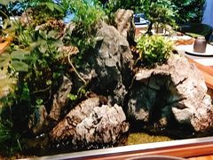 -森味薪火烧•烧鸟居酒屋•日本料理(望京店)