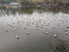 -MAP CHA普洱茶馆(翠湖店)