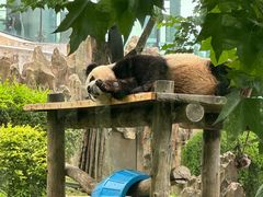 -大连森林动物园