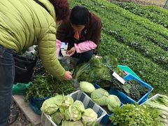 -青浦采草莓天天草莓园
