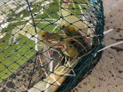 -会江钓鱼钓虾烧烤场