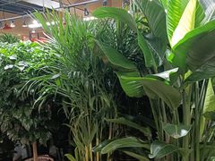 -大自然花鸟鱼虫市场
