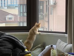 -东方名猫馆·英短金渐层布偶猫舍(环线广场1号楼店)