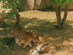 -石家庄市动物园