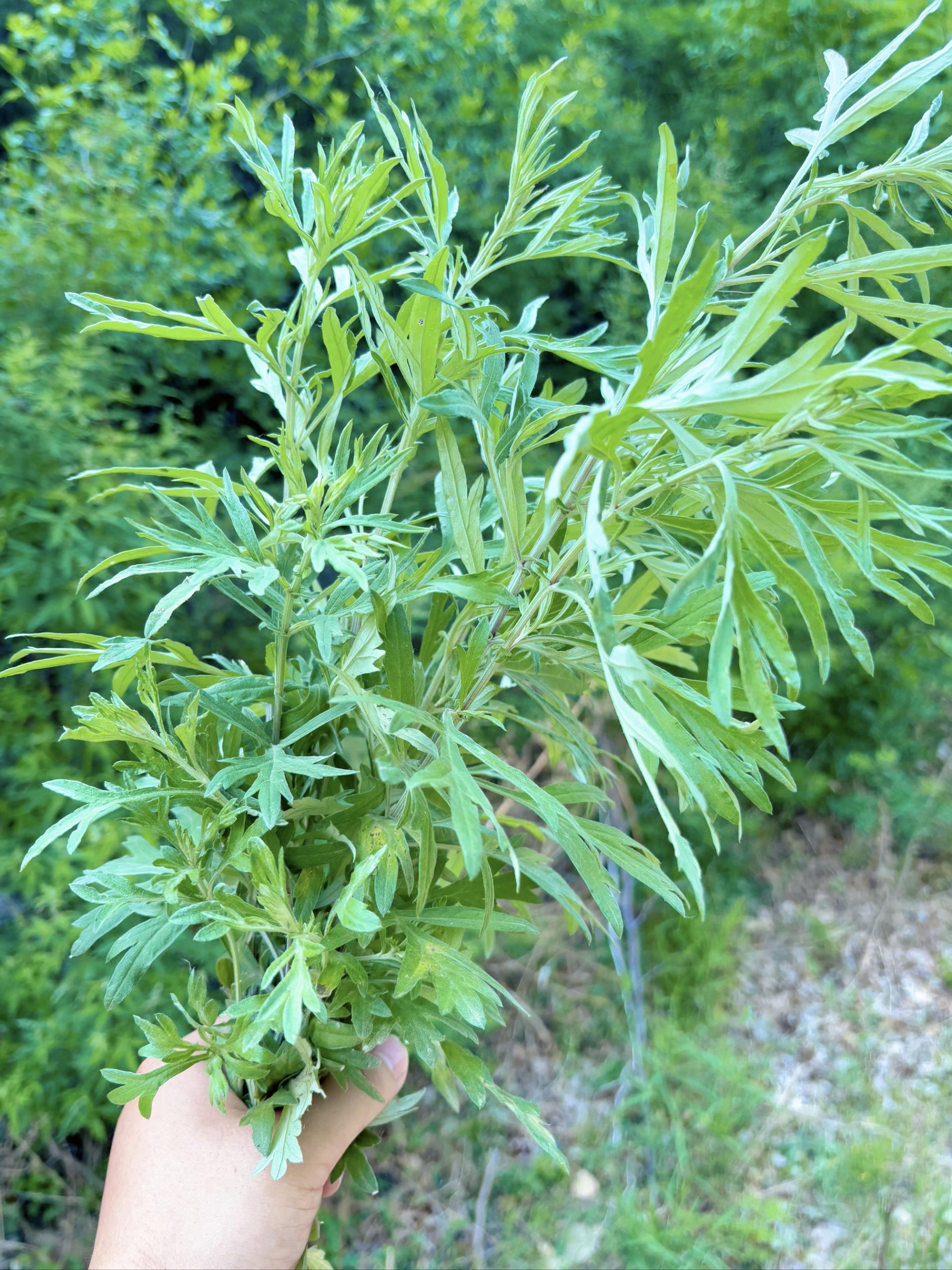 端午避暑地