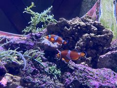 -亚特兰蒂斯-番红花海鲜自助餐厅·鲜活海鲜·小火锅