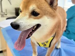 -美联众合动物医院·24h京西诊疗中心