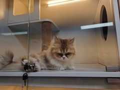 -十月米努特矮脚猫舍