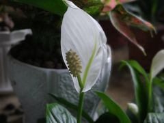 -桂林市花鸟市场