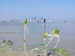 -巽寮湾