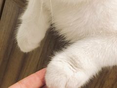 -飞行喵MR PILOT|猫舍·猫咖(静安大融城店)
