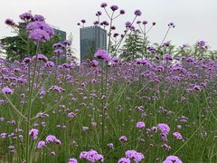 -杭州城北体育公园