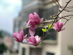 -南权皇烧鸡场