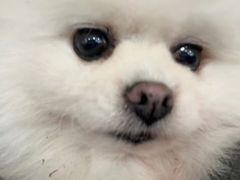 -宠颐生宠物医院·骨外科·犬猫全科诊疗中心(池州店)