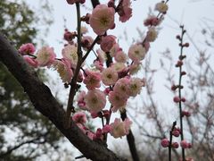 -无锡梅园公园