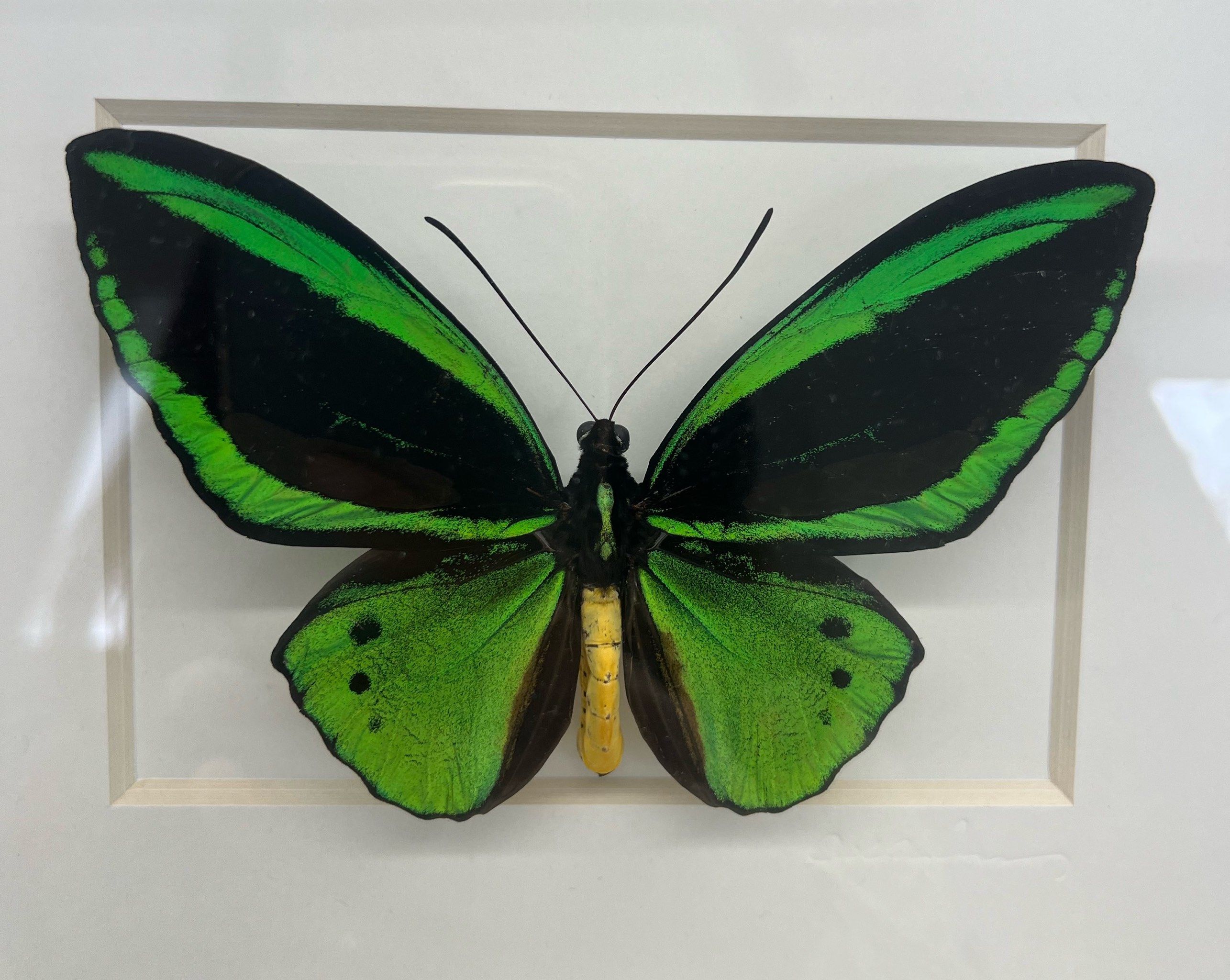 周末遛娃 | 制作了独一无二的蝴蝶标本