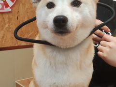 -和它·交个朋友·狗咖猫咖(爱琴海店)