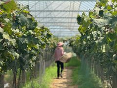 -马陆小张葡萄园农家乐