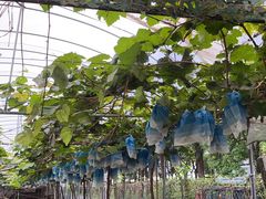 -马陆小张葡萄园农家乐