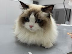 -宠物星动物医院·眼科·异宠·猫科(江南大道总院)